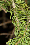 Red spruce